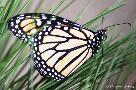 Monarch butterflies - Pacific Grove, CA