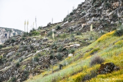 Sequoia NP: Yucca in bloom on the hillside