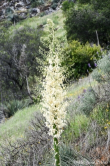 Sequoia NP: Yucca in bloom