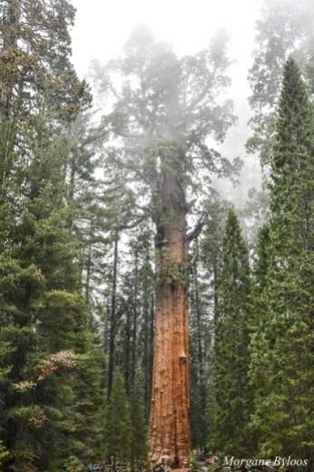 Sequoia National Park: General Sherman Tree