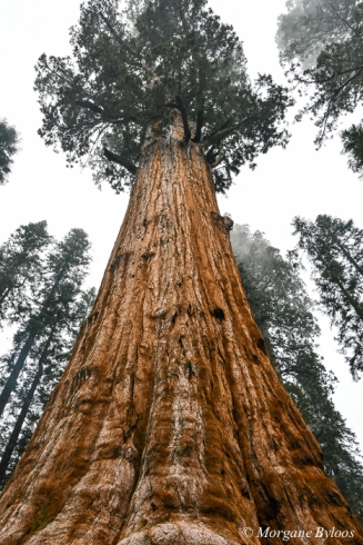 Sequoia National Park: General Sherman