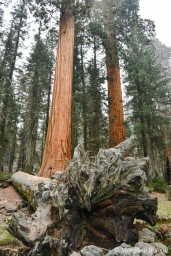 Sequoia National Park: The Giant Forest's Big Trees Trail