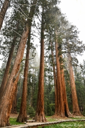 Sequoia National Park: The Giant Forest's Big Trees Trail