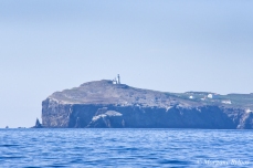 Channel Islands - Anacapa Island