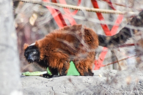 Denver Zoo - Red-ruffed Lemur